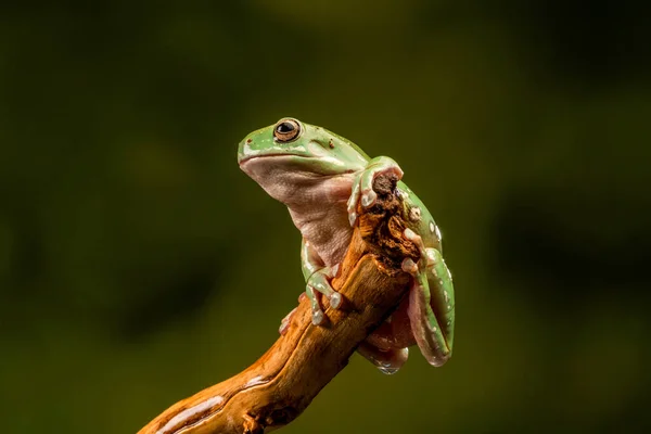 ホワイトの木のカエル Litoria Caerulea 選択的な焦点でクローズアップ — ストック写真