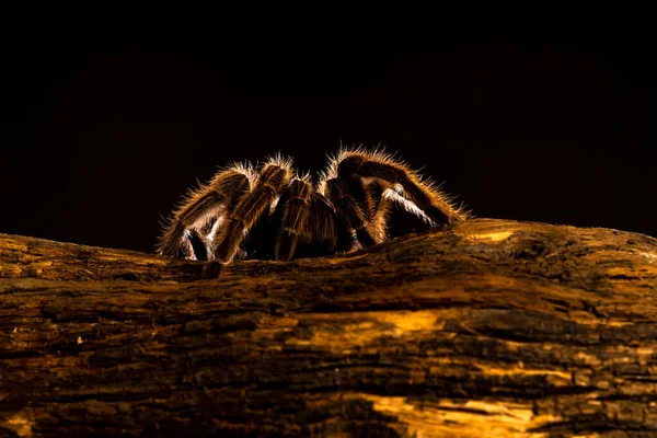 Bakgrundsbelyst Chilensk Hår Ros Tarantula Grammostola Rosea Närbild Med Selektivt — Stockfoto