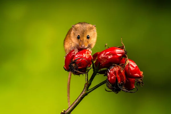 Eurasian Harvest Mouse Micromys Minutus Detailní Záběr Selektivním Ostřením — Stock fotografie