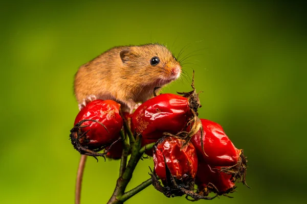Eurasian Harvest Mouse Micromys Minutus Detailní Záběr Selektivním Ostřením — Stock fotografie
