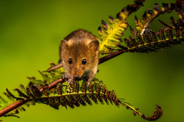 Ratón Cosecha Eurasiático Micromys Minutus Primer Plano Con Enfoque Selectivo —  Fotos de Stock