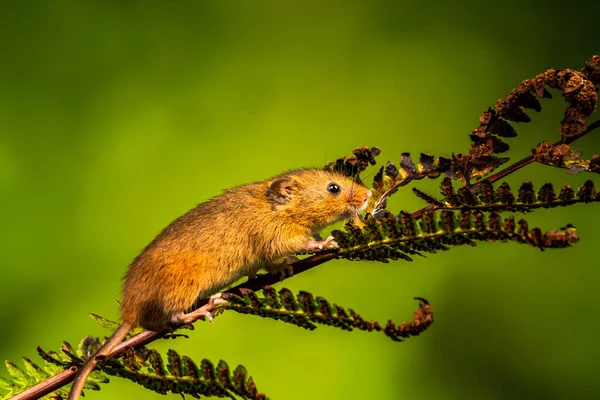 Souris Moissonneuse Eurasienne Micromys Minutus Gros Plan Avec Foyer Sélectif — Photo