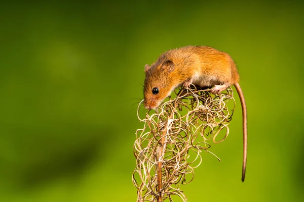 Eurasian Harvest Mouse Micromys Minutus Detailní Záběr Selektivním Ostřením — Stock fotografie