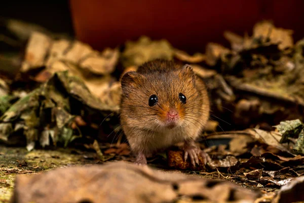 Souris Moissonneuse Eurasienne Micromys Minutus Gros Plan Avec Foyer Sélectif — Photo