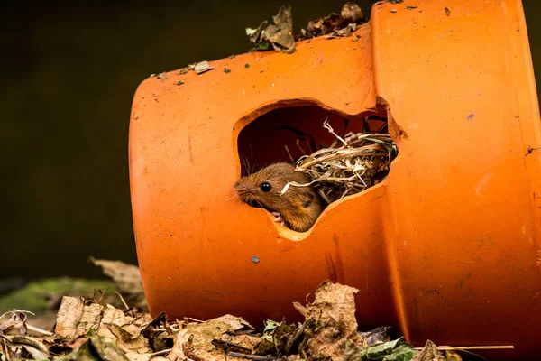 Souris Moissonneuse Eurasienne Micromys Minutus Dans Pot Céramique Gros Plan — Photo