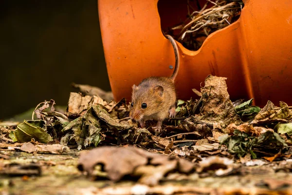Eurasian Harvest Mouse Micromys Minutus Closeup Selective Focus — Stock Photo, Image