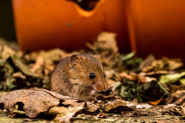 Eurasian Harvest Mouse Micromys Minutus Closeup Selective Focus — Stock Photo, Image