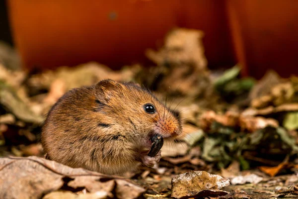 Eurázsiai Betakarítási Egér Micromys Minutus Közelkép Szelektív Fókusszal — Stock Fotó