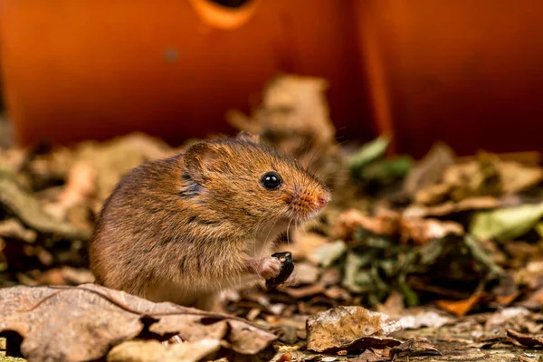 Mouse Eurasiatic Recoltare Micromys Minutus Închidere Focalizare Selectivă — Fotografie, imagine de stoc