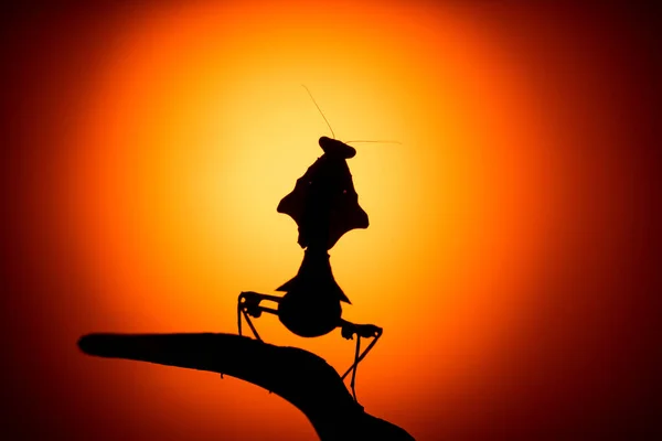 Una Silhouette Retroilluminata Una Foglia Morta Malese Mantis Praying Mantis — Foto Stock