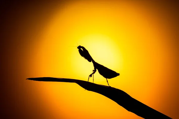 A backlit silhouette of a Malaysian Dead Leaf Mantis, Praying Mantis (Deroplatys Dessicata) against yellow sunset background