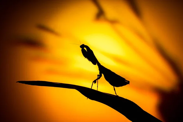 A backlit silhouette of a Malaysian Dead Leaf Mantis, Praying Mantis (Deroplatys Dessicata) against yellow sunset background