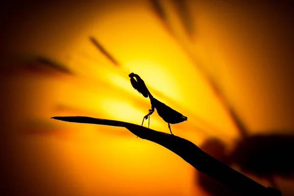 Sarı Günbatımına Karşı Malezya Ölü Yaprak Mantid Dua Eden Mantis — Stok fotoğraf