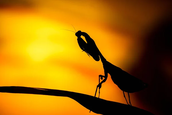 Una Silhouette Retroilluminata Una Foglia Morta Malese Mantis Praying Mantis — Foto Stock