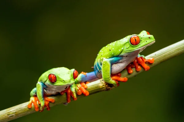 赤目のツリーカエル Agalychnis Caldryas 選択的フォーカスでクローズアップ — ストック写真