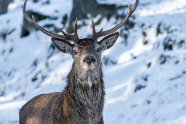 İskoçya 'nın karlı kış ormanlarında İskoç kızıl geyiği portresi (Cervus elaphus)