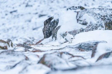 Kışın İskoçya 'nın Cairn Gorm şehrinde Rock Ptarmigan (Lagopus muta) bulunmaktadır.