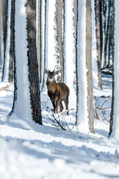 Ciervo Rojo Escocés Cervus Elaphus Bosque Invernal Nevado Escocia — Foto de Stock