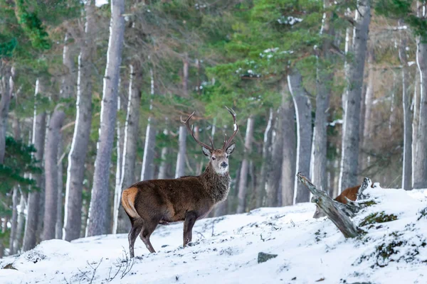 Cervos Vermelhos Escoceses Cervus Elaphus Floresta Nevada Inverno Escócia — Fotografia de Stock