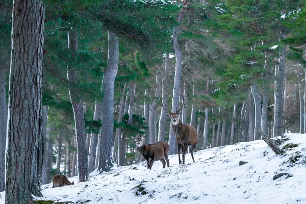 Cervos Vermelhos Escoceses Cervus Elaphus Floresta Nevada Inverno Escócia — Fotografia de Stock