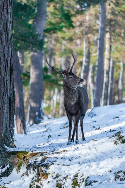 Cerf Rouge Écossais Cervus Elaphus Dans Une Forêt Enneigée Hiver — Photo