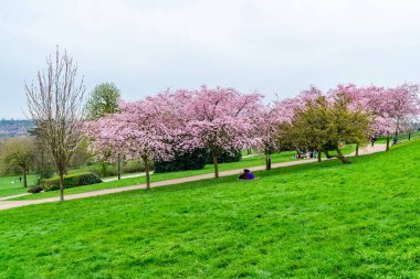 LONDON, İngiltere - 31 Mart 2021: Alexandra Sarayı 'nda kiraz çiçekleri, Londra Haringey İlçesi' nde Wood Green ve Muswell Hill arasında yer alan ikinci derece eğlence ve spor mekanı.