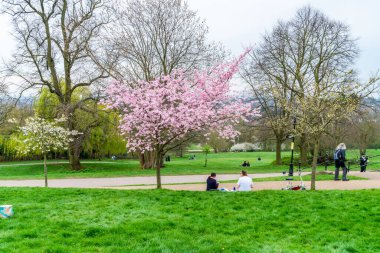 LONDON, İngiltere - 31 Mart 2021: Alexandra Sarayı 'nda kiraz çiçekleri, Londra Haringey İlçesi' nde Wood Green ve Muswell Hill arasında yer alan ikinci derece eğlence ve spor mekanı.
