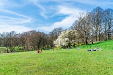 Londra, İngiltere - 30 Mart 2021: İnsanlar Hampstead Heath 'in kuzey sınırındaki güzel beyaz manolya ağacının çiçek açtığı bir halk parkında güneşin tadını çıkarıyorlar