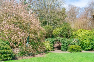 Pembe manolya ağacı ilkbaharın başlarında parkta