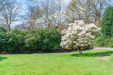 Parkta baharın başında açan beyaz bir ağaç.