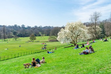LONDON, UK - MARCH 30, 2021: People enjoy sunshine uder a beautiful white magnolia tree blooming in Kenwood park, a public park on the northern boundary of Hampstead Heath clipart
