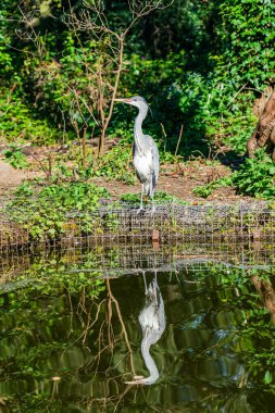 Suda yansıması olan gri balıkçıl (Ardea cinerea) - seçici odaklı yakın plan