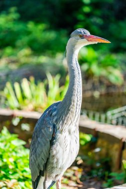 Parkta gri balıkçıl (Ardea cinerea) - seçici odak ile yakın plan