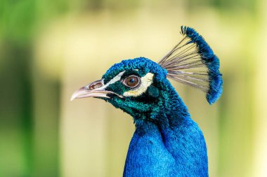 Bir parktaki tavus kuşu (Pavo) olarak adlandırılan Peafowl erkeğinin başı - seçici odaklı portre