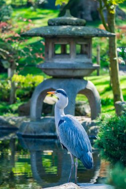 Parktaki göletin kenarındaki gri balıkçıl (Ardea cinerea) - seçici odaklı yakın plan