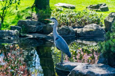 Parktaki göletin kenarındaki gri balıkçıl (Ardea cinerea) - seçici odaklı yakın plan