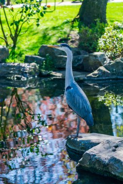 Parktaki göletin kenarındaki gri balıkçıl (Ardea cinerea) - seçici odaklı yakın plan
