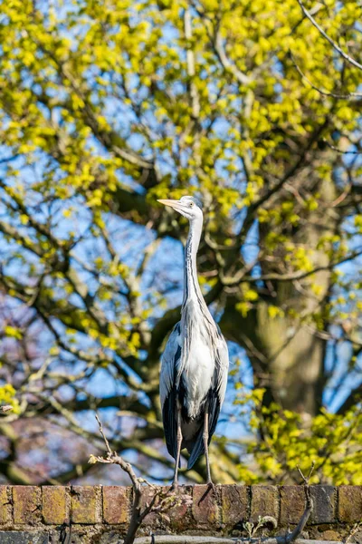 Héron Ardeidae Dans Parc Gros Plan Avec Foyer Sélectif — Photo