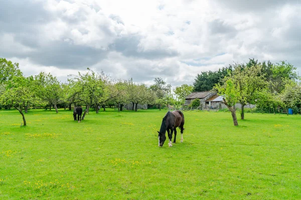 Chevaux Dans Une Ferme Dans Kent Rural Royaume Uni — Photo