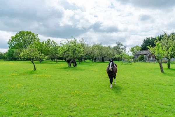 Лошади Ферме Сельской Местности Кент Великобритания — стоковое фото
