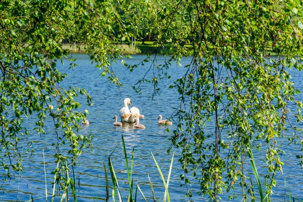 Familie Lebădă Cygnets Lacul Virginia Water Din Surrey Marea Britanie — Fotografie, imagine de stoc