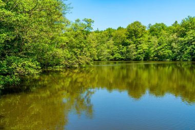 Surrey, İngiltere 'deki Virginia Su Gölü