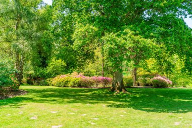 Surrey, İngiltere 'deki Virginia Su Parkı.