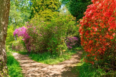 Surrey, İngiltere 'deki Virginia Su Parkı' nda güzel bir çiçek bahçesi.