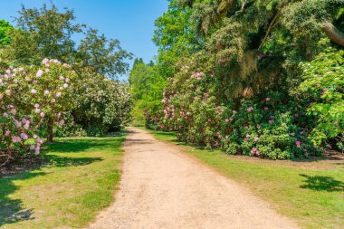 Surrey, İngiltere 'deki Virginia Su Parkı.