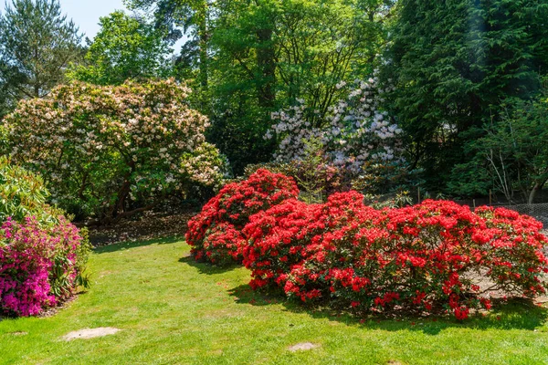 Surrey Ngiltere Deki Virginia Parkı Nda Güzel Bir Çiçek Bahçesi — Stok fotoğraf
