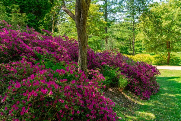 Surrey Ngiltere Deki Virginia Parkı Nda Güzel Bir Çiçek Bahçesi — Stok fotoğraf