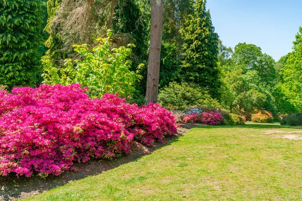 Цветочный Сад Аквапарке Вирджиния Графстве Суррей Великобритания — стоковое фото