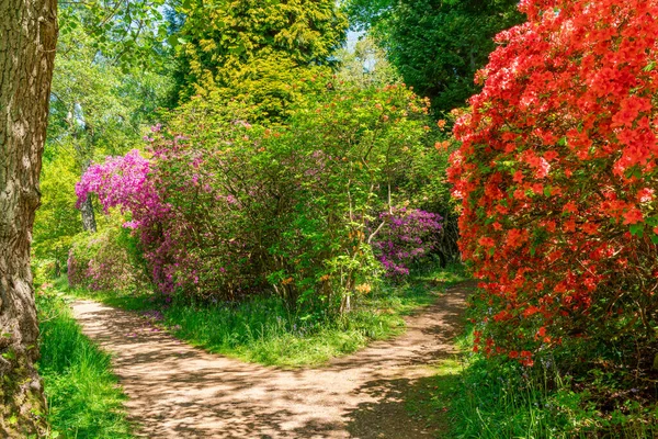 Surrey Ngiltere Deki Virginia Parkı Nda Güzel Bir Çiçek Bahçesi — Stok fotoğraf