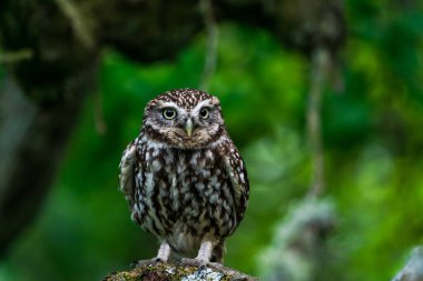 Küçük baykuş (Athena noctua) Athena baykuşu olarak da bilinir.